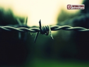 Barbed_Wire_06_SKYHALL_FENCE_SYSTEM